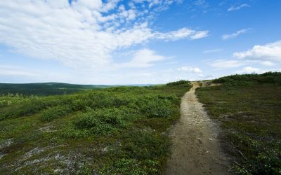 Walking a path:  The twists and turns of life