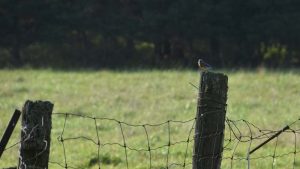 A bluebird sits on a fence post in a field