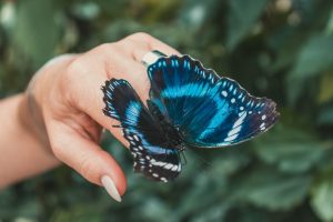 A blue and black butterfly lights on a woman's hand.