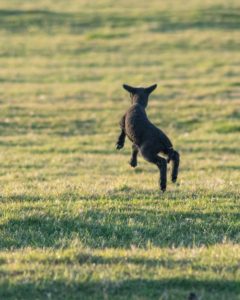 rear view of a black lamb jumping excitedly in the grass