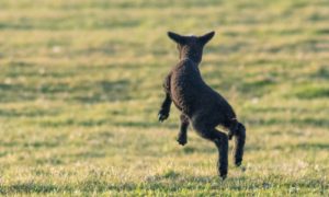 rear view of a black lamb jumping excitedly in the grass