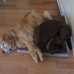 Belle and Bailey laying on a dog bed